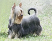 Étalon Australian Silky Terrier - CH. Enjoy of Silky's Paradise