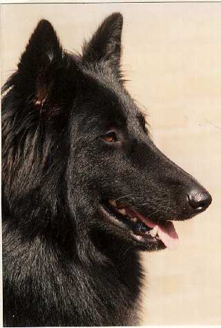 Ava Del castel sardo