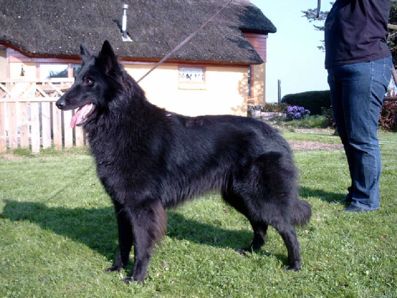 Publication : de la Ferme Farouche Auteur : L.J.Mijnders