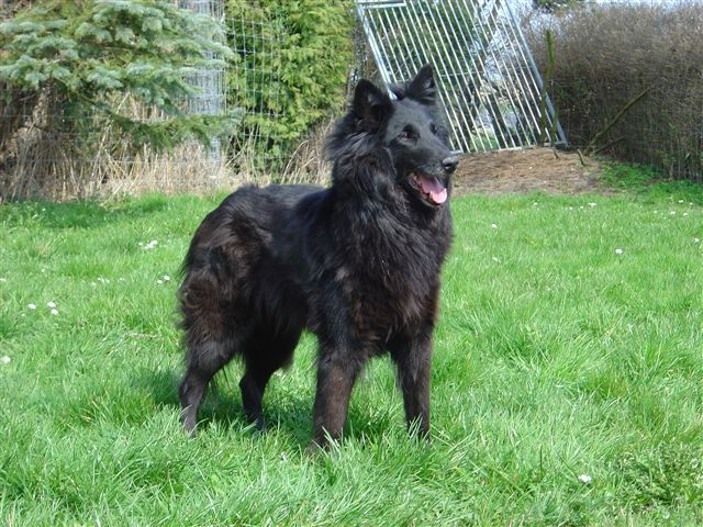 Duchesse lumière bergers du rayon