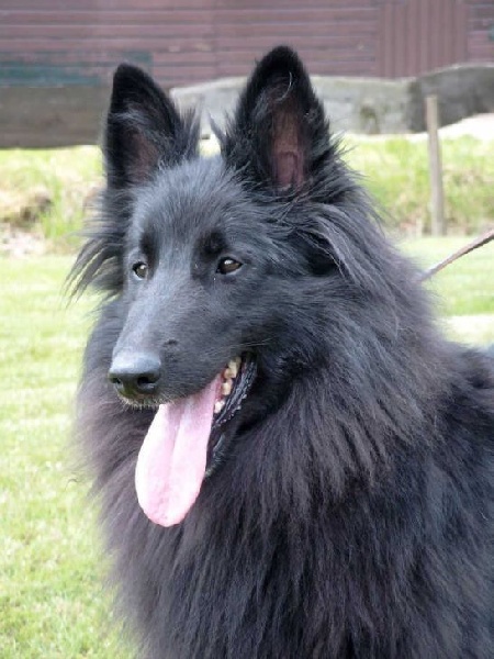 Camée de la Ferme Farouche