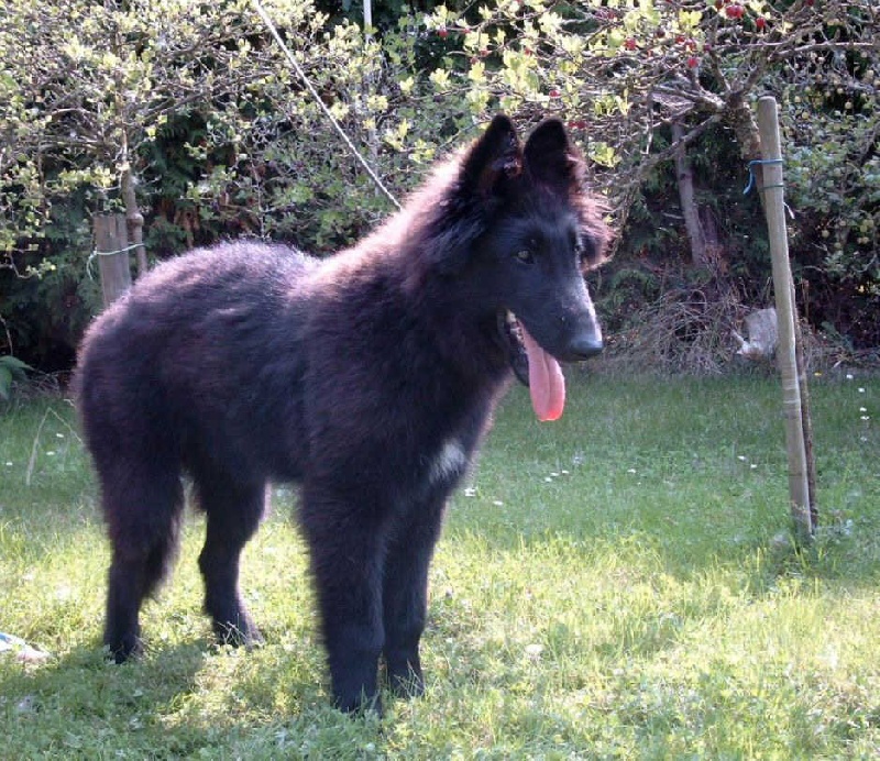 Publication : de la Ferme Farouche Auteur : L.J.Mijnders