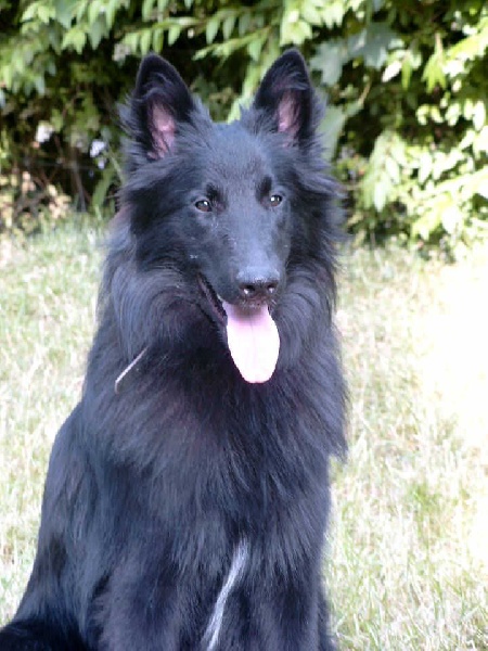 Publication : de la Ferme Farouche Auteur : L.J.Mijnders