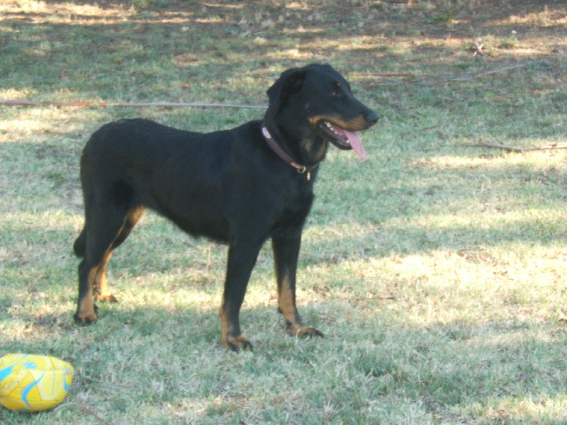 Cannelle (Sans Affixe)