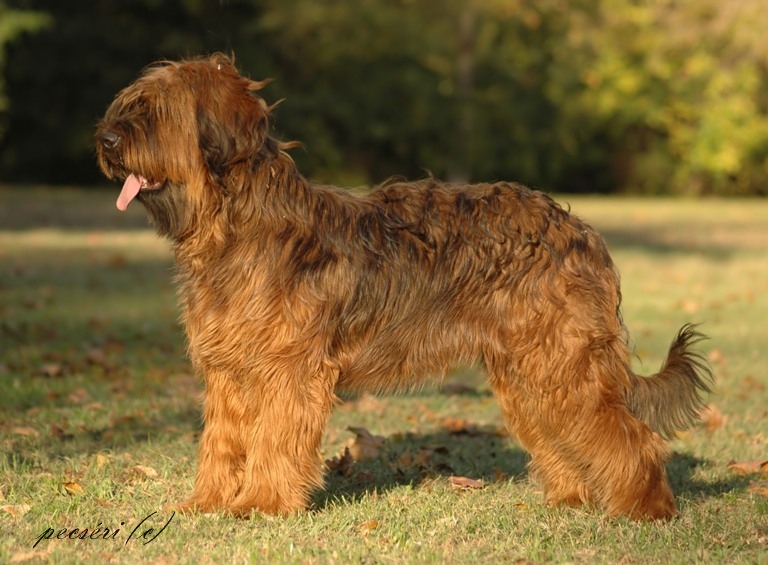 Publication : du Claire Noir Auteur : Pecséri Zsófia