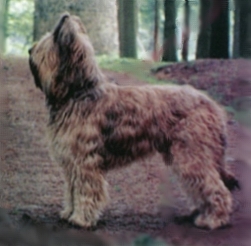 Gaulois fauve de la chaume du bois dieu