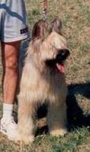 jászgyöngye pásztor Blue Cherryl