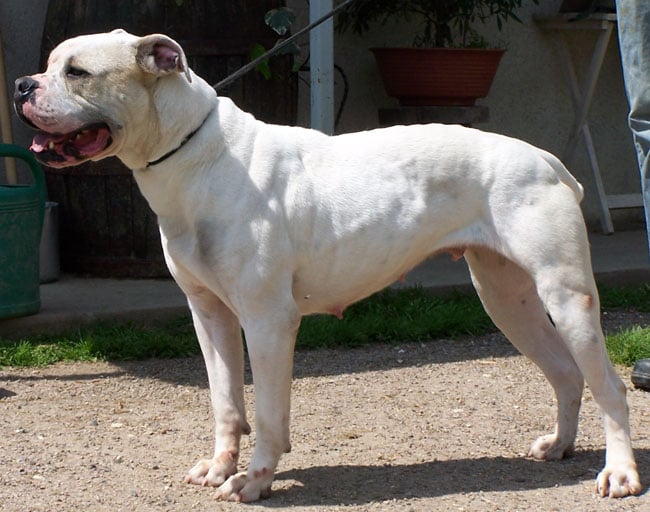 Publication : (Sans Affixe) Auteur : Melle Pollosse Nadège