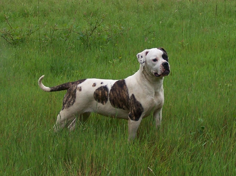 Publication : (Sans Affixe) Auteur : Melle Pollosse Nadège