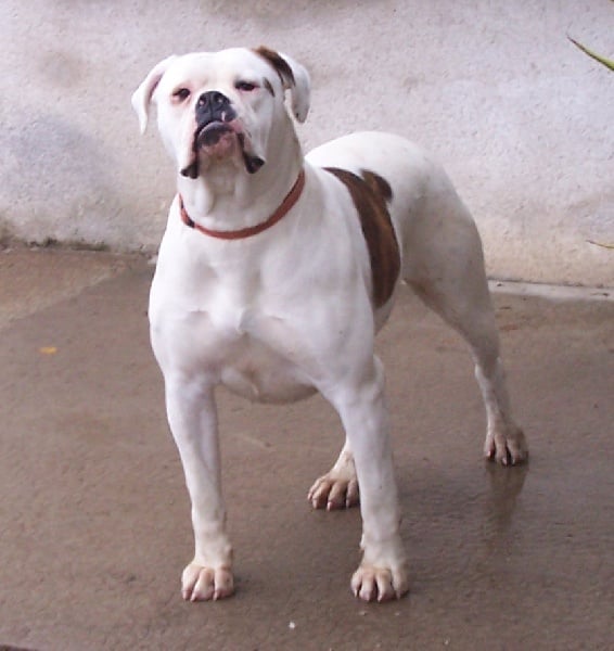 Publication : (Sans Affixe) Auteur : Melle Pollosse Nadège