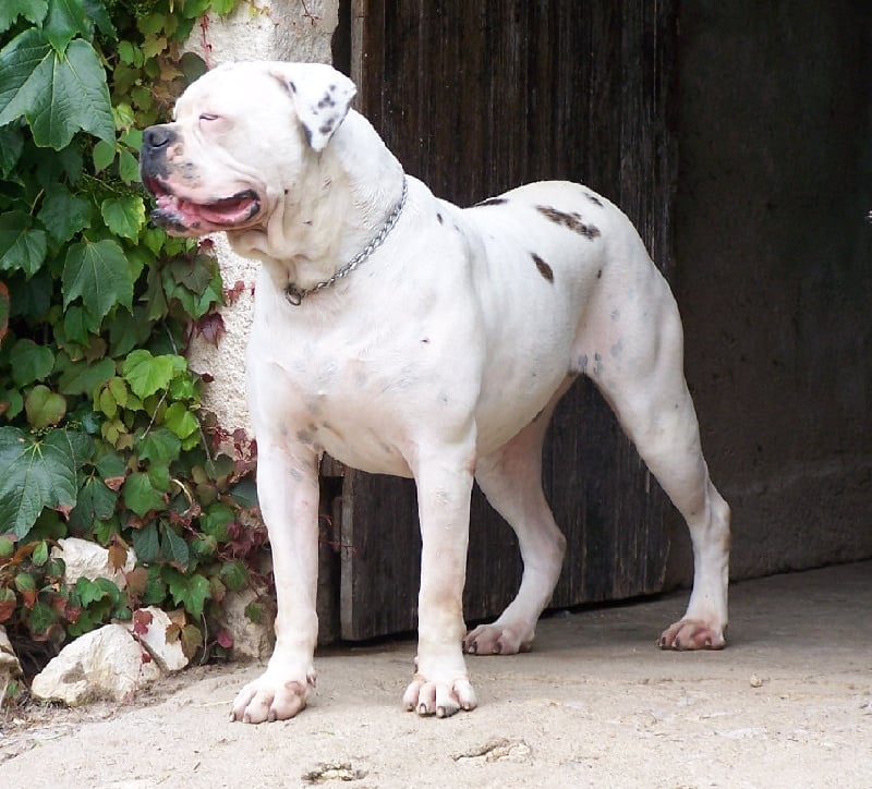 Publication : (Sans Affixe) Auteur : Melle Pollosse Nadège