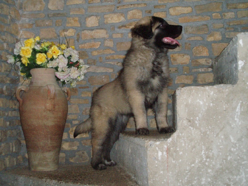 Publication : de Steph'Angeaurel Auteur : Renée VIZZARI