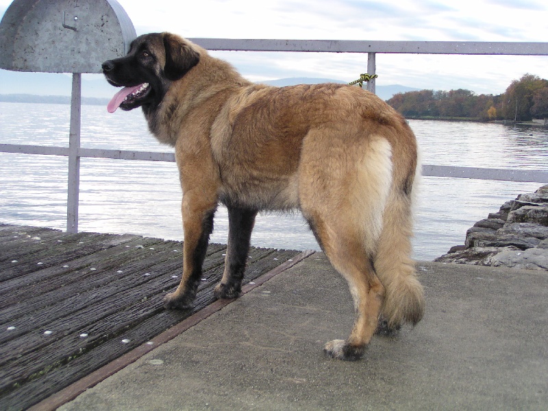 Publication : de Steph'Angeaurel Auteur : Renée VIZZARI