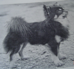 CH. apocodeodar Music man