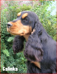 Calinka du Bois d'Achelles