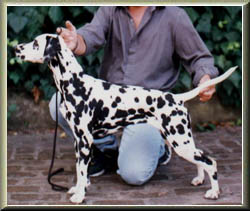 CH. Zagreb's Moon river