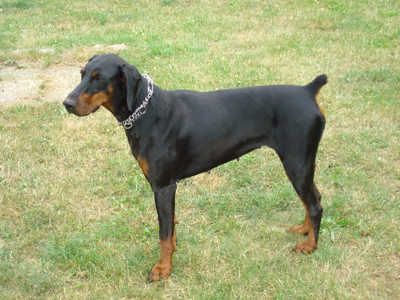 Publication : Jungle of Luxembulls