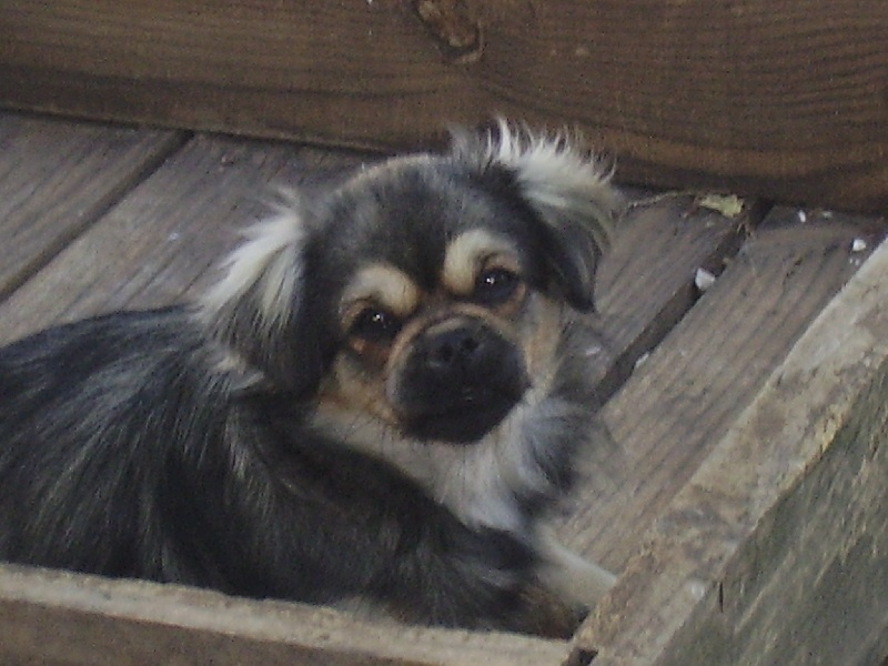 Amelle du trophée des dieux