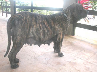 CH. Bras can vitoria ii (Sans Affixe)