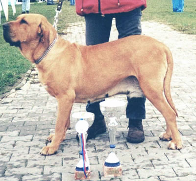 CH. Caila do quizanga (Sans Affixe)