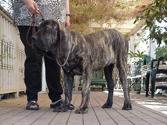 66 grande presumpto eshabeta ll (Sans Affixe)