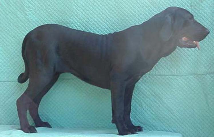 Java da bracatinga (Sans Affixe)