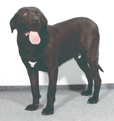 CH. Karibe z bodlaci (Sans Affixe)