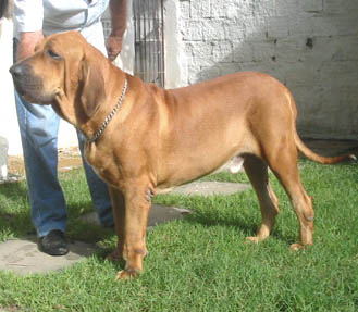 CH. Bras can centauro (Sans Affixe)