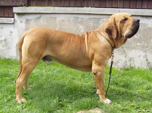 Bras can xingú (Sans Affixe)