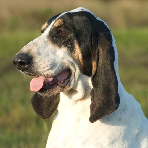 Publication : du Prince de Gascogne 