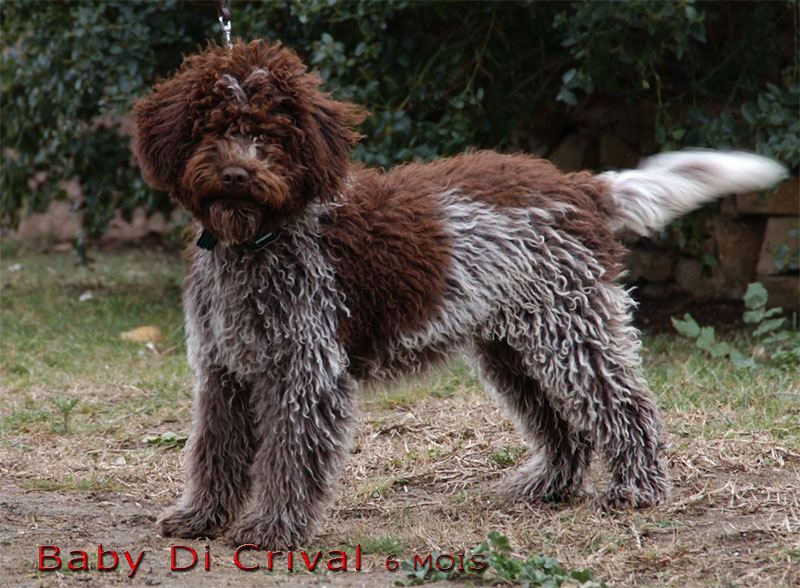 Publication : Lord's Wain