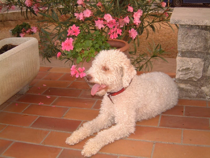 Publication : du grand Vasio romain Auteur : JMC