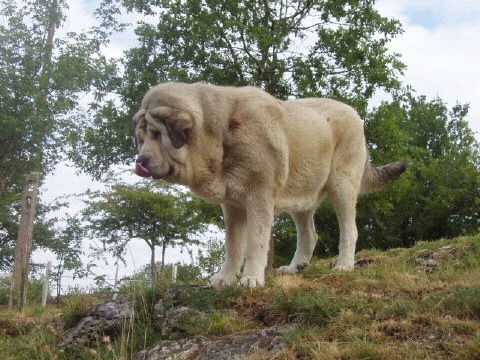 Publication : of steaffonloyd Auteur : Dumas Delage Marie