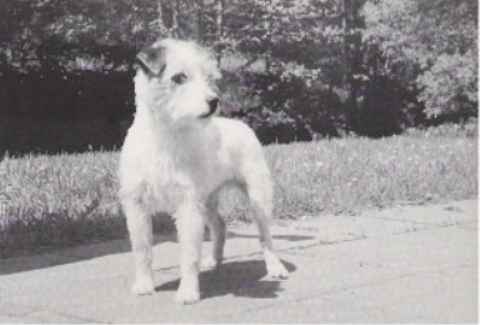 Foxwarren Gunner of highfast