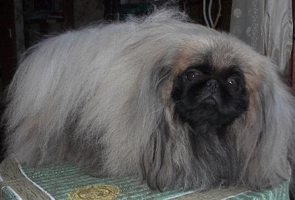 Bel'ange Des perles de nei-cheng