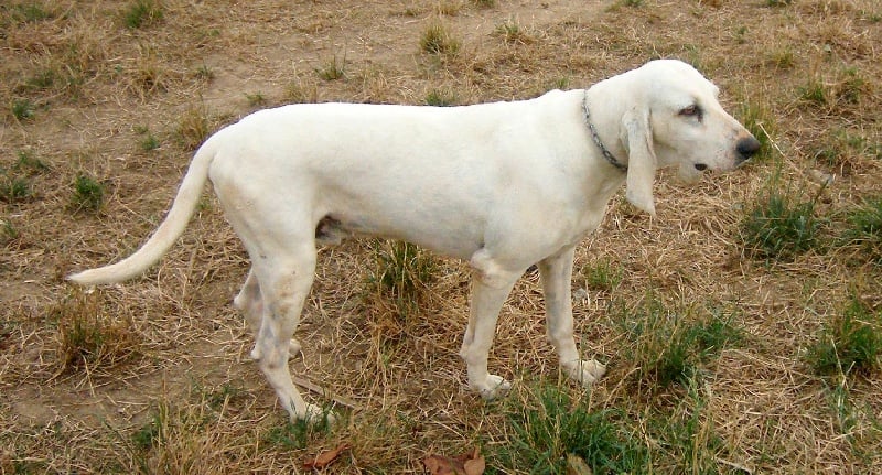 CH. Sénégal du Pays des Maîtres Sonneurs