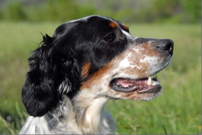Aloa Du bois de calice