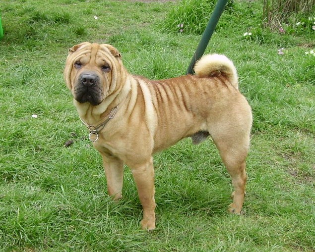 mingtime Ruckus in my Tuckus dit "Taz"