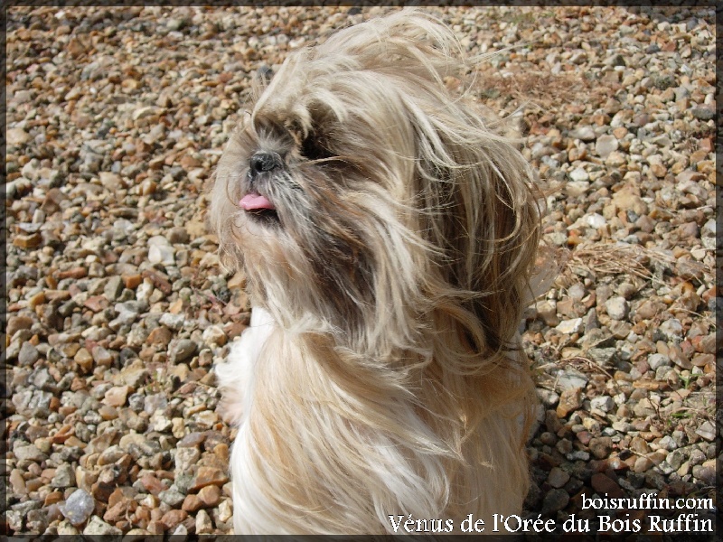 Publication : de l'Orée du Bois Ruffin Auteur : Michele Perret