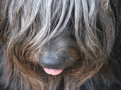 Publication : du Triskell de Jade Auteur : Catherine DAGUERRE