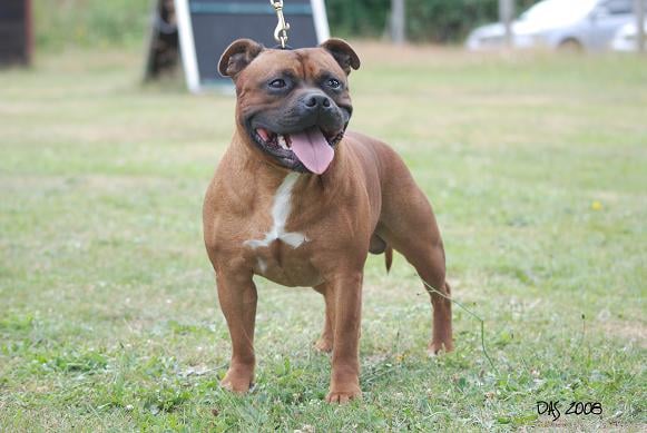 V guizmo des princes du vignoble Titre Initial