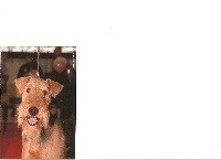 Étalon Airedale Terrier - Touraine du val d'uzelle