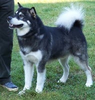 Étalon Alaskan Malamute - Anook okkomut des rives du haut Verdon