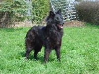 Étalon Berger Belge - Duchesse lumière bergers du rayon