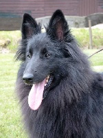 Étalon Berger Belge - Camée de la Ferme Farouche