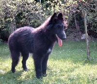 Étalon Berger Belge - Dolor (dit Gylson) de la fureur du crépuscule