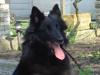 Étalon Berger Belge - Auxerre de la Ferme Farouche