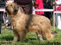 Étalon Berger de Brie - CH. Hana of Claire del desperado