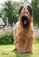 Étalon Berger de Brie - CH. Abril haberlas hailas