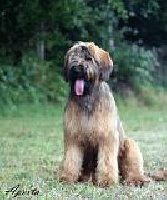 Étalon Berger de Brie - Annah a Veiga do Pomariño